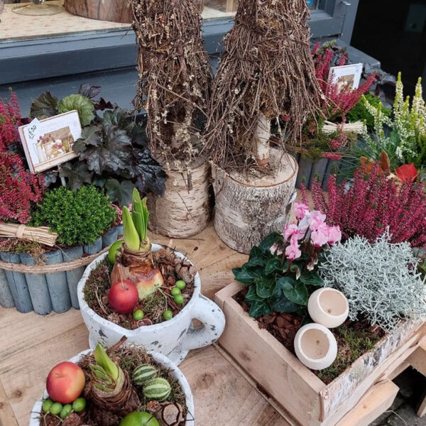 Plants - Image 3