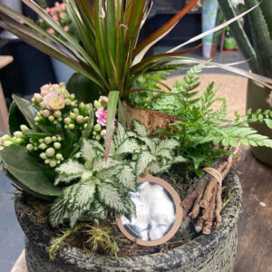 Plants