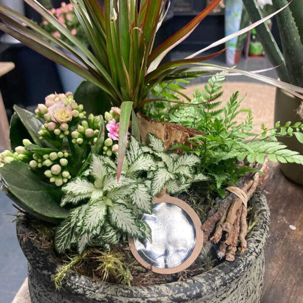 Plants